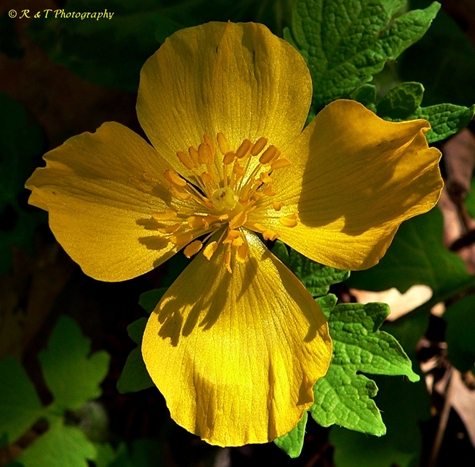 {Stylophorum diphyllum}